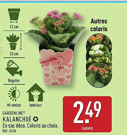 KALANCHOÉ En sac déco. Coloris au choix.