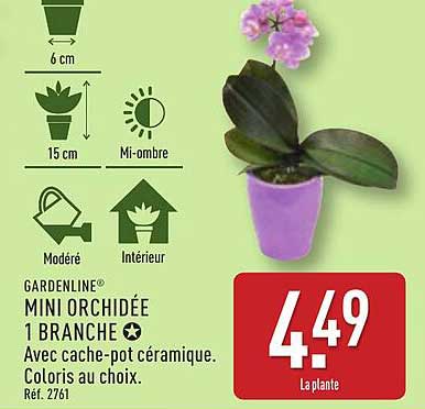 MINI ORCHIDÉE 1 BRANCHE
