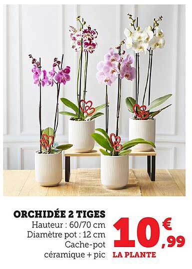 ORCHIDÉE 2 TIGES