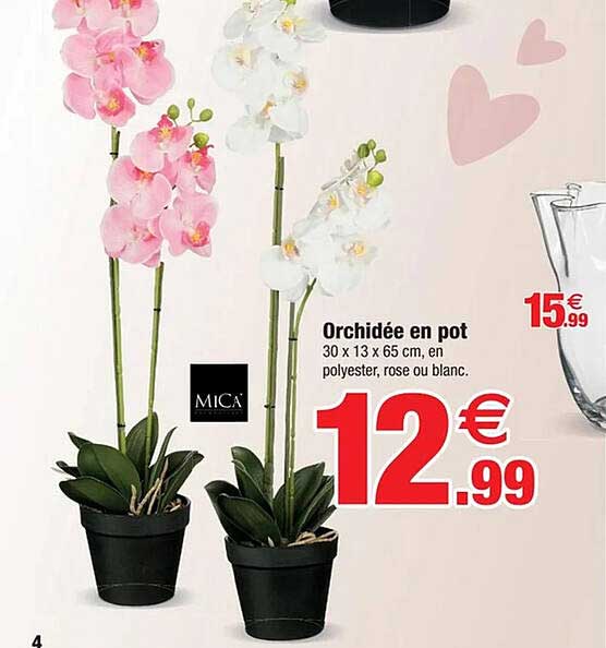 Orchidée en pot
