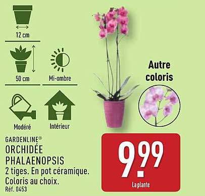 Orchidée Phalaenopsis - 2 tiges en pot céramique