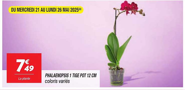 PHALAENOPSIS 1 TIGE POT 12 CM coloris variés