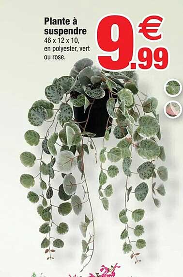 Plante à suspendre