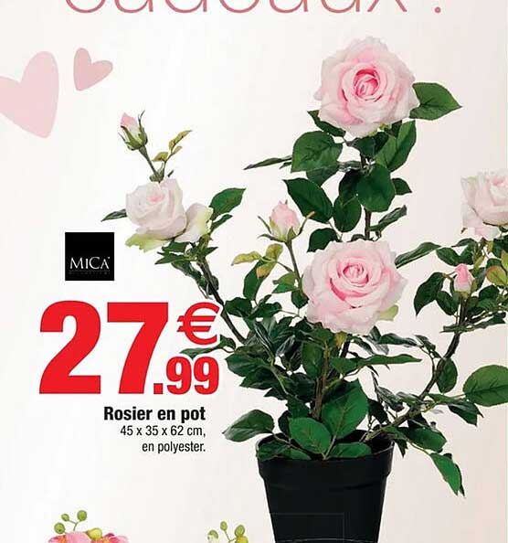 Rosier en pot