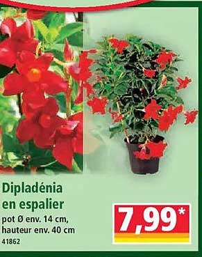 Dipladénia en espalier