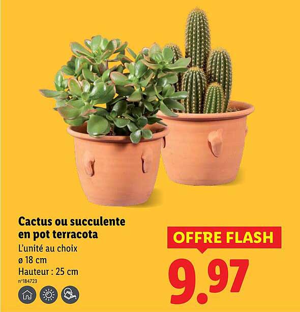 Cactus ou succulente en pot terracota