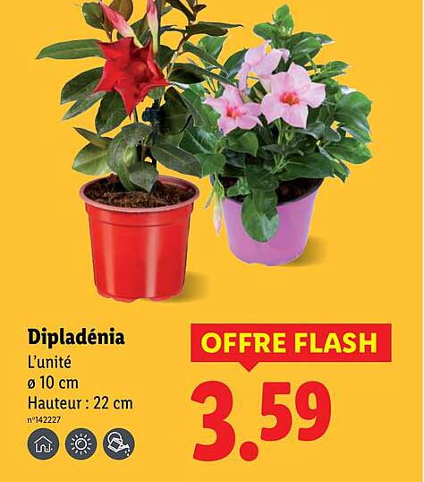 Dipladénia