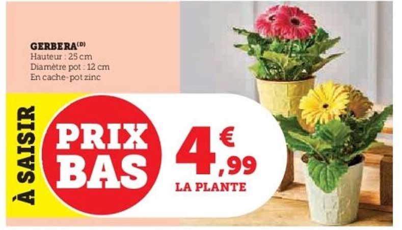 GERBERA