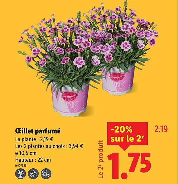 Œillet parfumé