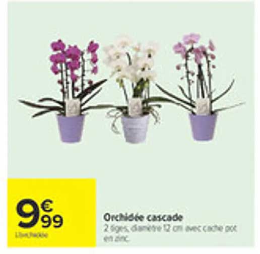 Orchidée cascade