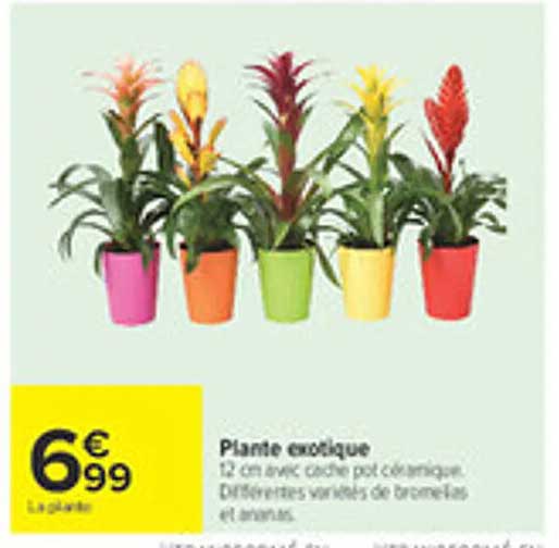 Plante exotique
