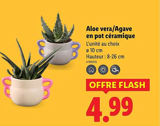 Aloe vera/Agave en pot céramique