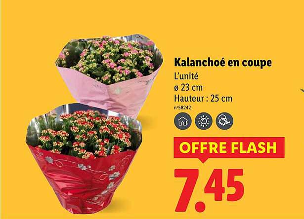 Kalanchoé en coupe