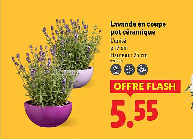 Lavande en coupe pot céramique
