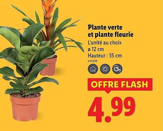 Plante verte et plante fleurie