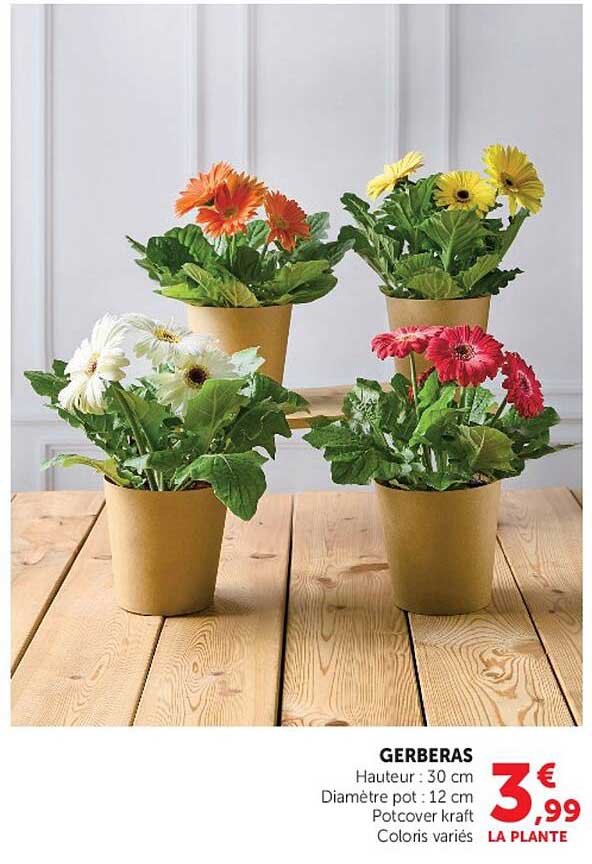 GERBERAS