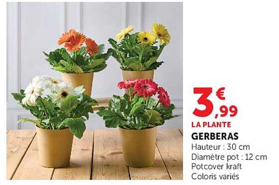 LA PLANTE GERBERAS