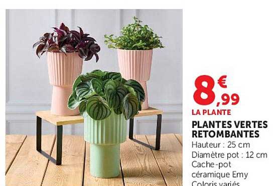 PLANTES VERTES RETOMBANTES