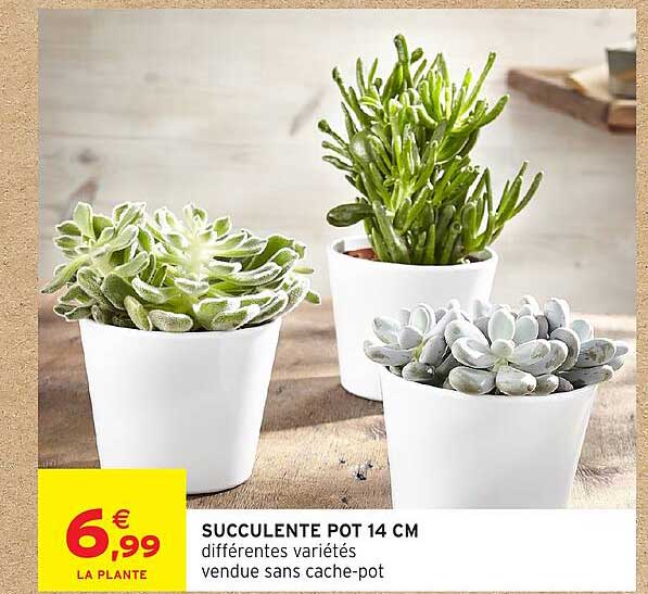 SUCCULENTE POT 14 CM