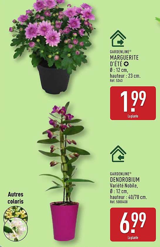 GARDENLINE® MARGUERITE D'ÉTÉ et DENDROBIUM