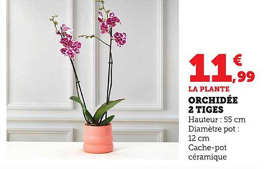 ORCHIDÉE 2 TIGES