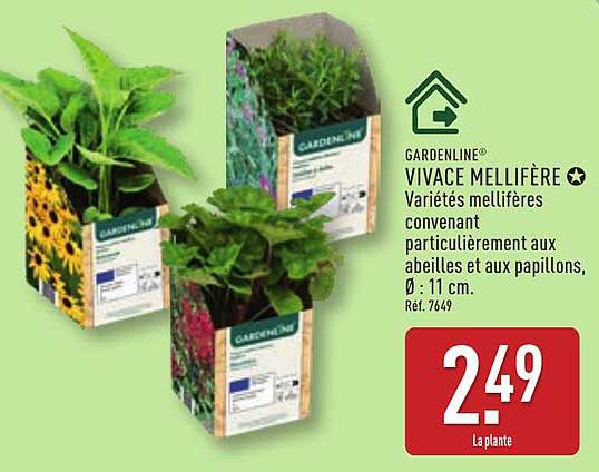 Vivace mellifère - Variétés mellifères convenant particulièrement aux abeilles et aux papillons