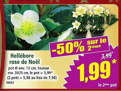 Hellébore rose de Noël