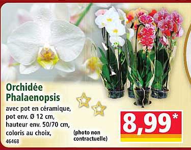 Orchidée Phalaenopsis