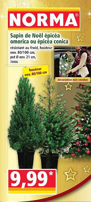 Sapins de Noël épicéa omorica ou épicéa conica