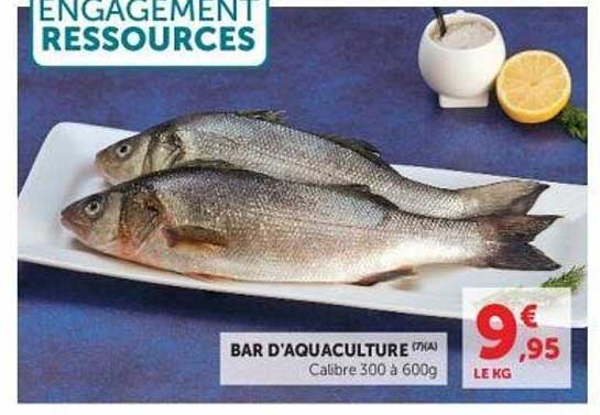 BAR D'AQUACULTURE (ITA)