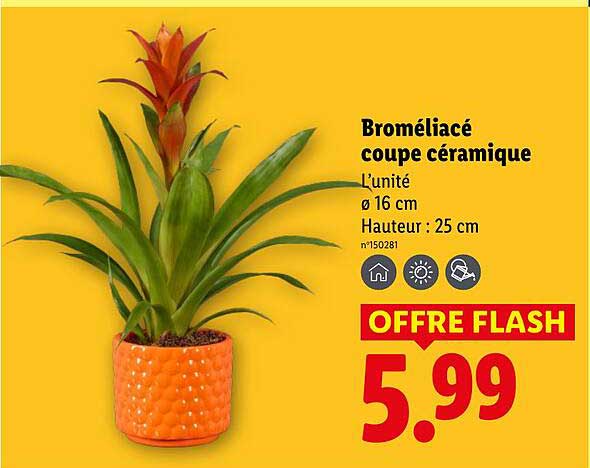 Broméliacée coupe céramique