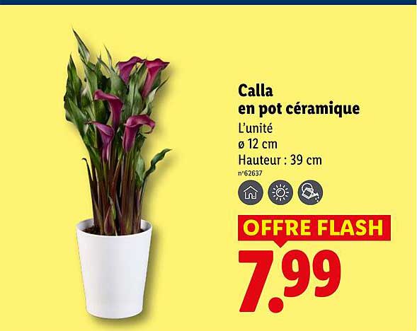 Calla en pot céramique