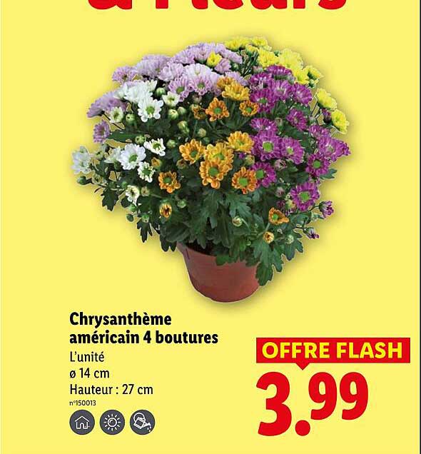 Chrysanthème américain 4 boutures