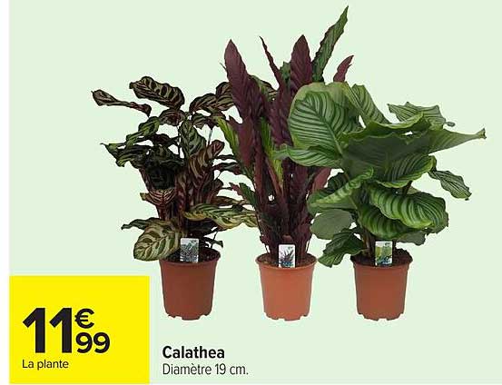 La plante