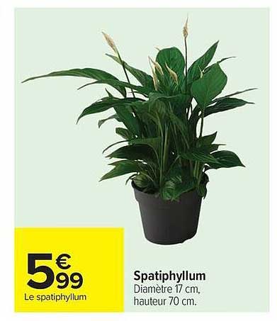 Le spathiphyllum