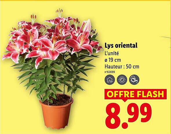 Lys oriental