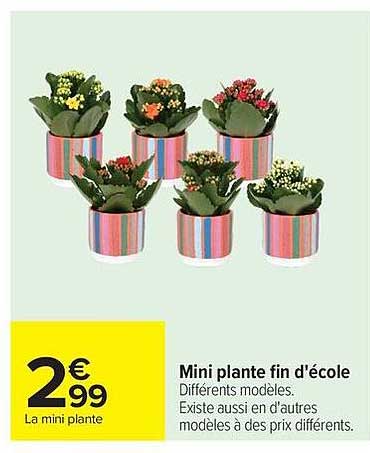Mini plante fin d'école