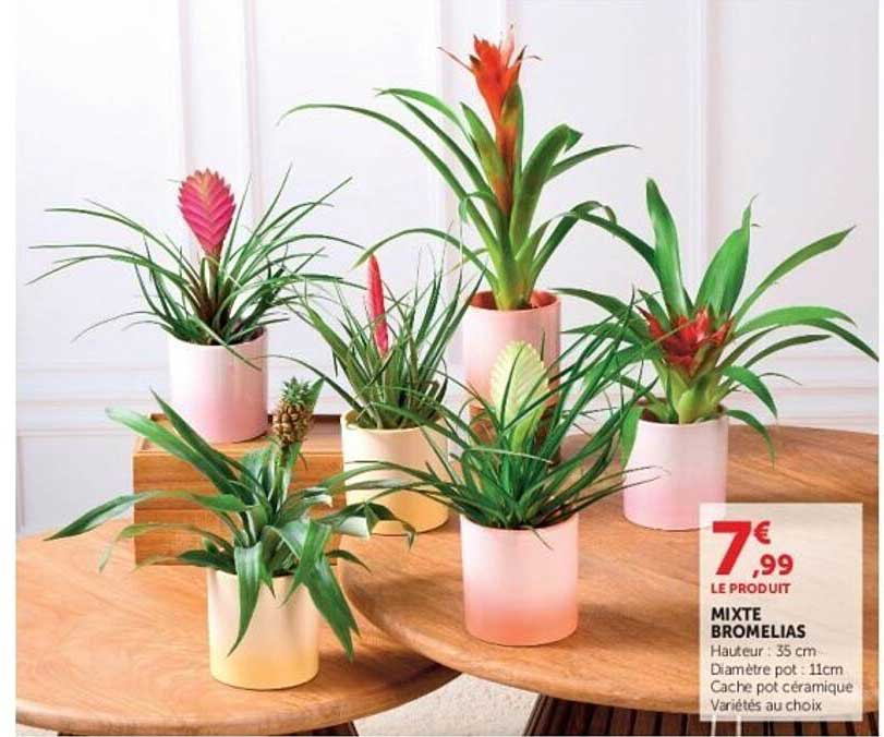MIXTE BROMELIAS