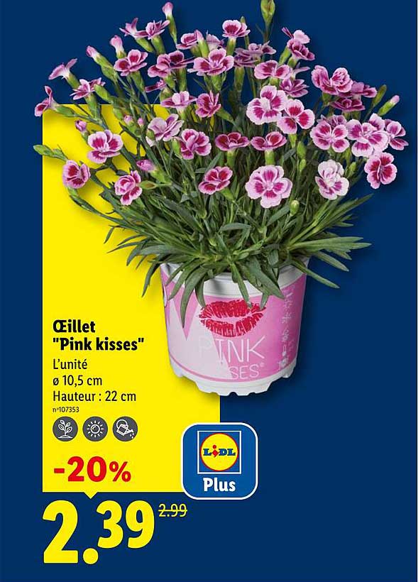 Œillet "Pink kisses"