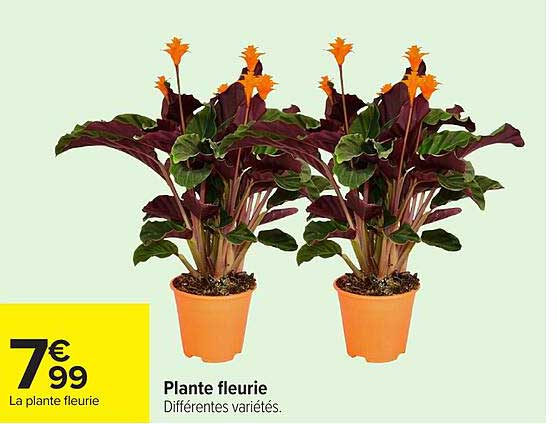 Plante fleurie