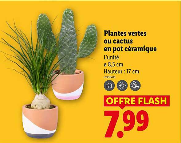 Plantes vertes ou cactus en pot céramique
