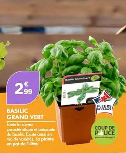 BASILIC GRAND VERT
