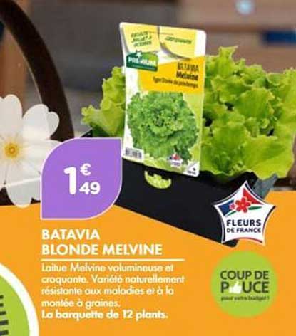 BATAVIA BLONDE MELVINE