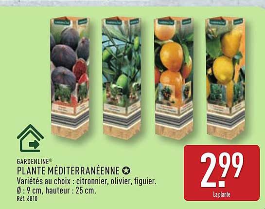 PLANTE MÉDITERRANÉENNE