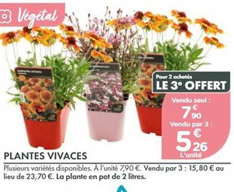 PLANTES VIVACES