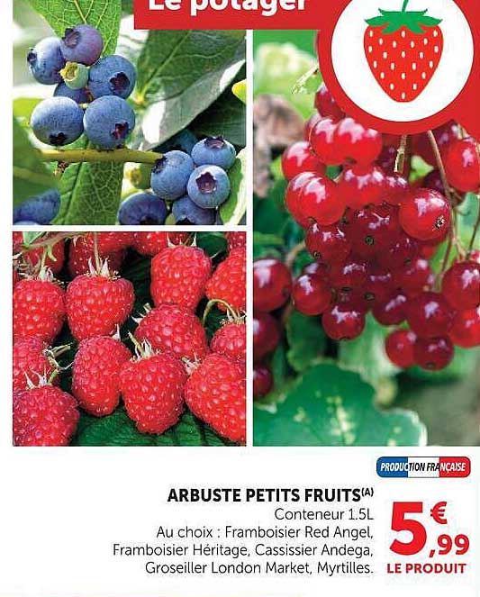 ARBUSTE PETITS FRUITS(A)