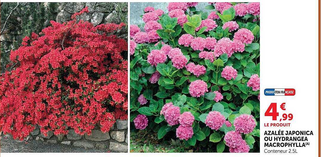 AZALÉE JAPONICA OU HYDRANGEA MACROPHYLLA (A)