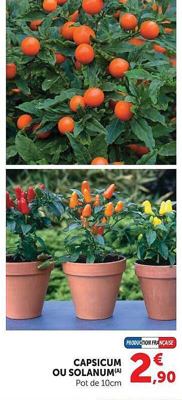 CAPSICUM OU SOLANUM(A) Pot de 10cm