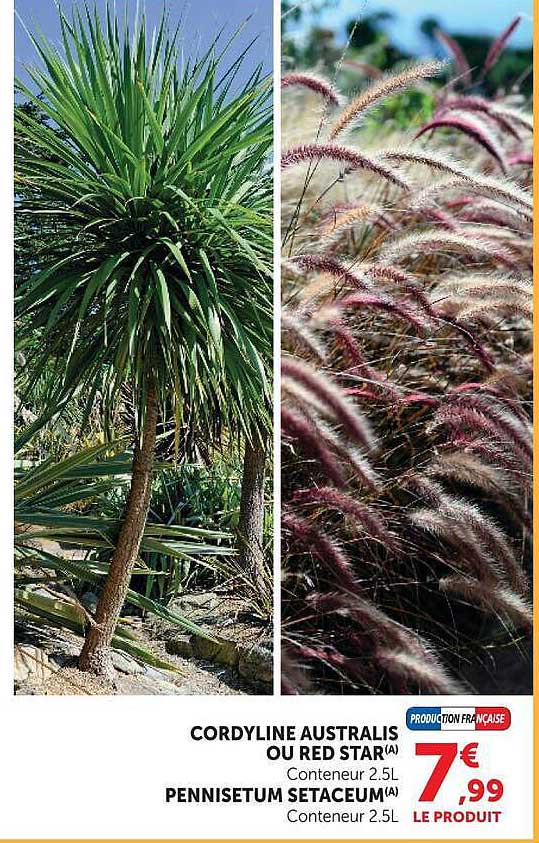 CORDYLINE AUSTRALIS OU RED STAR
Conteneur 2.5L
PENNISTETUM SETACEUM(A)
Conteneur 2.5L