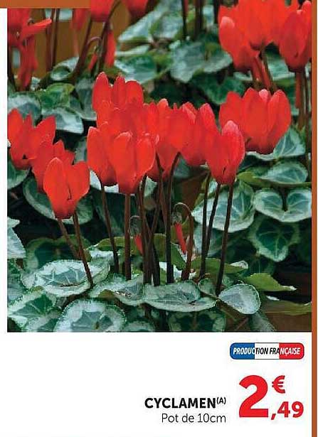 CYCLAMEN (A) Pot de 10cm